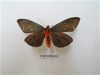 藏品(烏麗燈蛾)的圖片